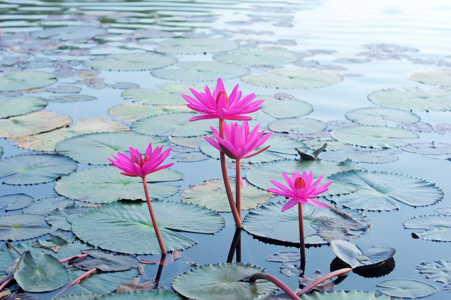 Mobile Internist in Palm Beach County, FL